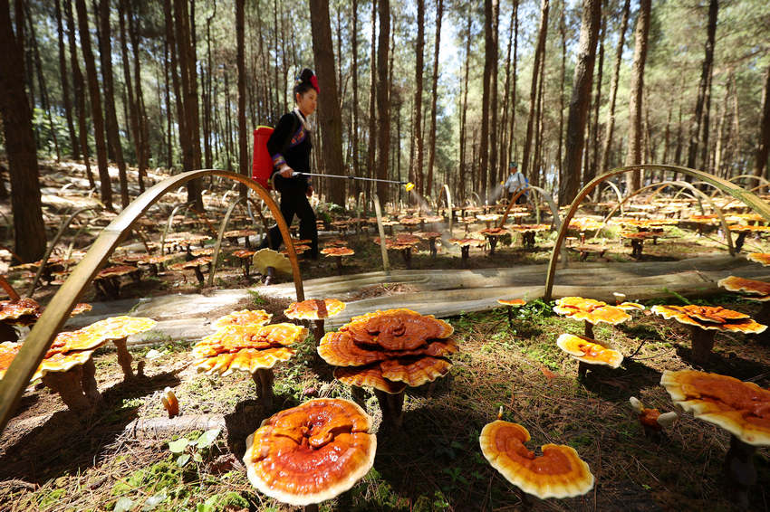 �F�ݣ�����`֥�����wȺ���͘I���պá���ؐ��