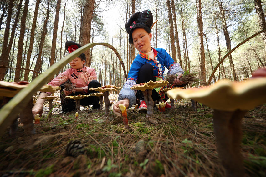 6��6�գ����F��ʡǭ�|�����嶱�������ݵ�կ�h��Ȫ�ֵ��׵ط�ؚ���w�����c(di��n)�`֥��ֲ���أ����w�����������ң��ڽo�`֥�˹����ݡ�