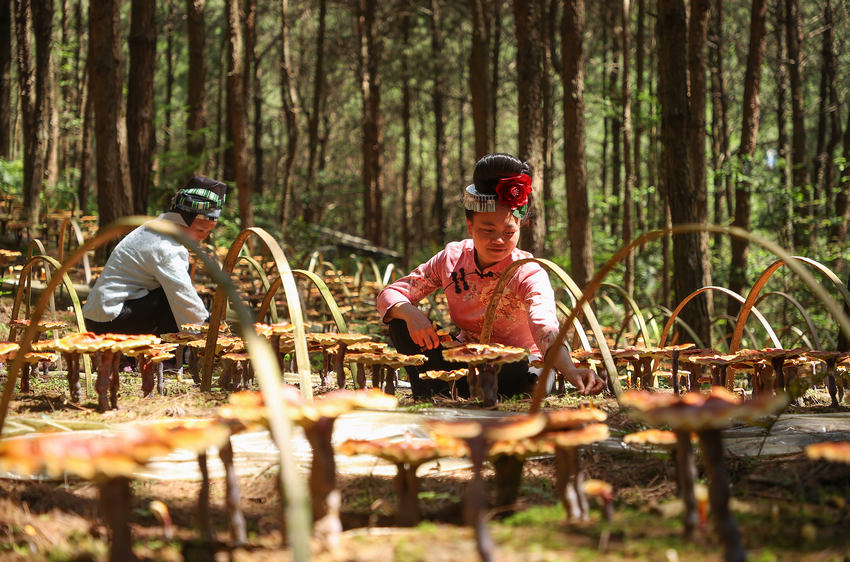 6��6�գ����F��ʡǭ�|�����嶱�������ݵ�կ�h��Ȫ�ֵ��׵ط�ؚ���w�����c�`֥��ֲ���أ����w���f��ף���ң��ڹ��o�`֥��