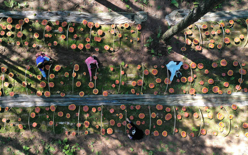 6��6�գ����F��ʡǭ�|�����嶱�������ݵ�կ�h��Ȫ�ֵ��׵ط�ؚ���w�����c�`֥��ֲ���أ����w���ڽo�`֥�˹����ݣ��o�˙C��Ƭ����