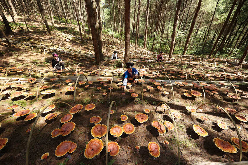 6��6�գ����F��ʡǭ�|�����嶱�������ݵ�կ�h��Ȫ�ֵ��׵ط�ؚ���w�����c(di��n)�`֥��ֲ���أ����w���ڹ��o(h��)�`֥��