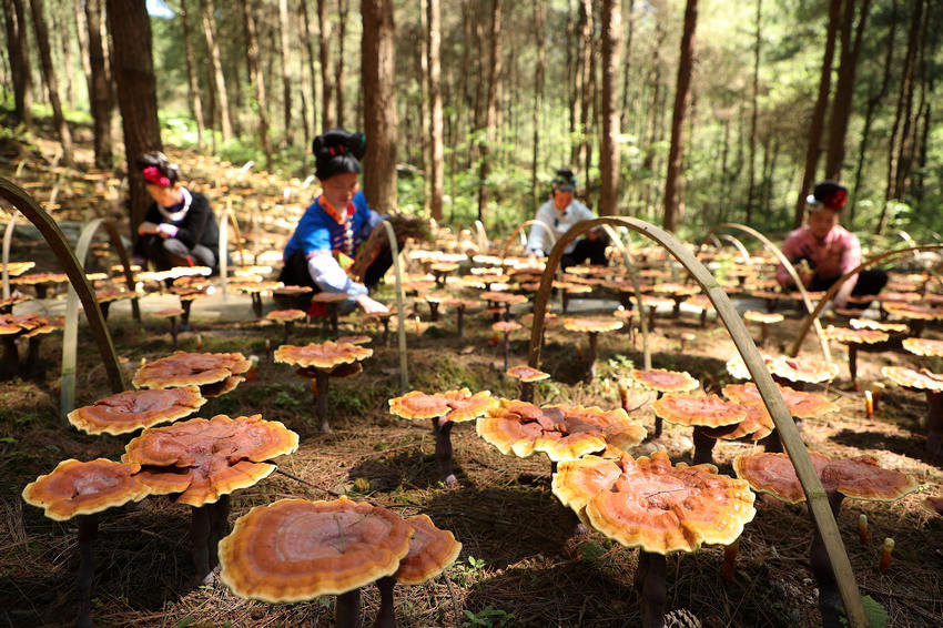 6��6�գ����F��ʡǭ�|�����嶱�������ݵ�կ�h��Ȫ�ֵ��׵ط�ؚ���w�����c�`֥��ֲ���أ����w���ڹ��o�`֥��