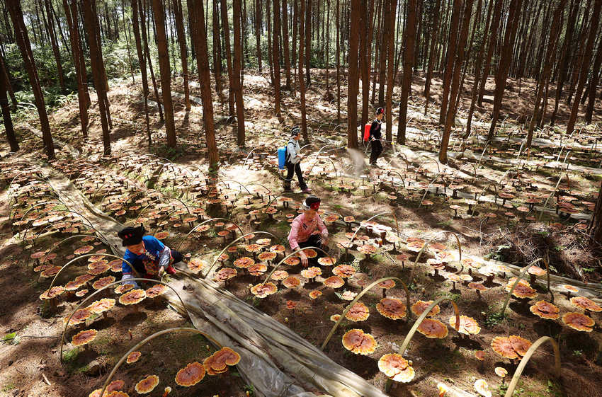 6��6�գ����F��ʡǭ�|�����嶱�������ݵ�կ�h��Ȫ�ֵ��׵ط�ؚ���w�����c�`֥��ֲ���أ����w���ڹ��o�`֥��