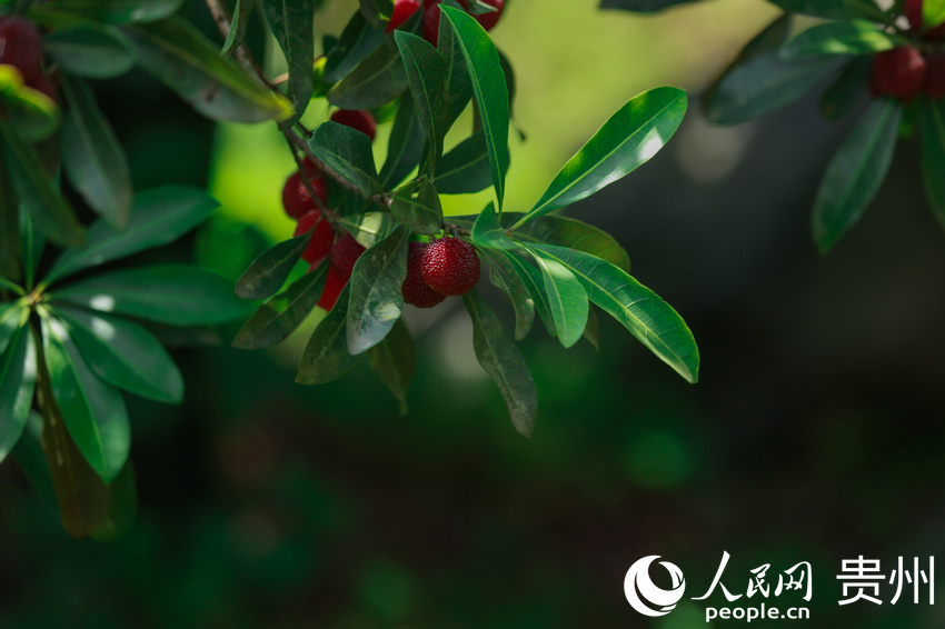 �F�ݞ��������壺����÷�t�M�� �r���ںϴ���