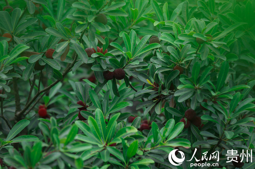 ������ė�÷��M֦�^������W ���z