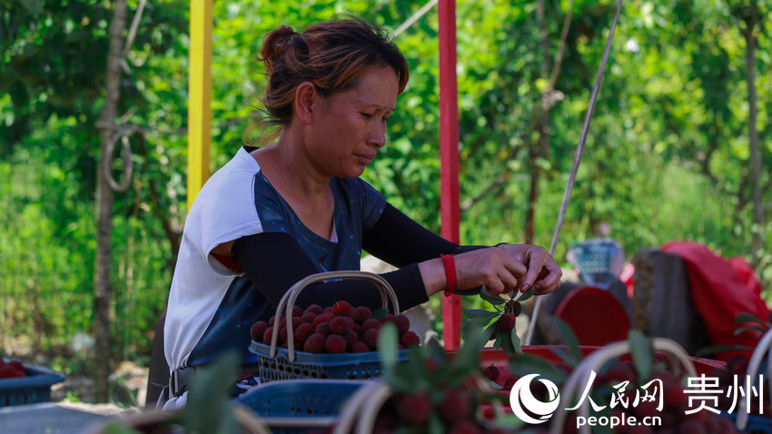 �����ڰ������ڔ[���u��÷������W ���z