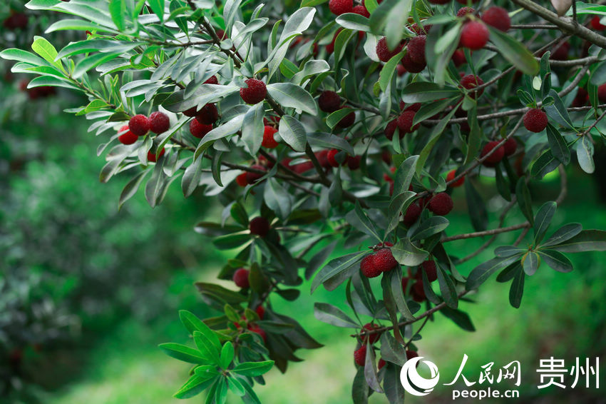 ����÷�t�M�֡�����W ���z