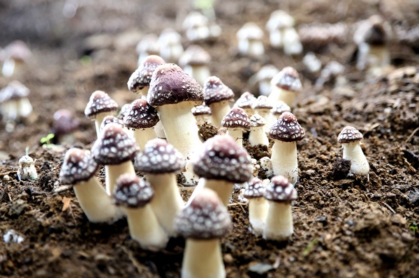 �L�����õ���������Ӗ(x��n)�F�z