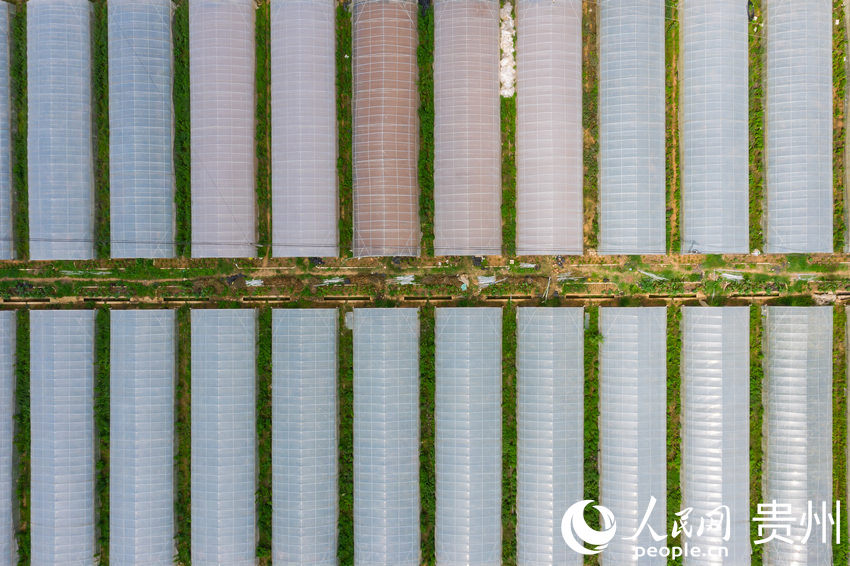 ���ĺ�������߲˷Nֲ�������W(w��ng) Ϳ���z