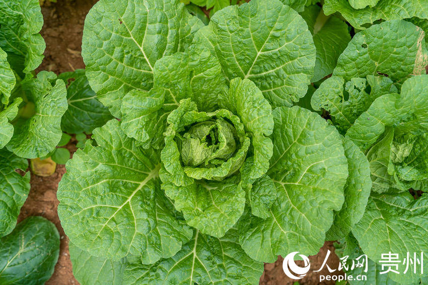 ������ȼ����ի@�Ĵ�ײˡ�����W Ϳ���z