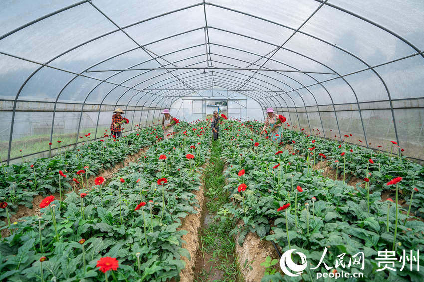 ǭ���к�ˮ��L����^���ܷNֲ���؃ȣ��������ڲ���ʢ�_�ľջ�������W Ϳ���z