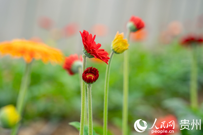 ǭ���к�ˮ��L����^���ܷNֲ���؃�ʢ�_�ľջ�������W Ϳ���z