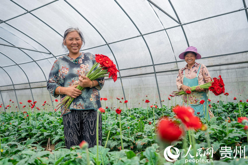 ǭ���к�ˮ��L����^���ܷNֲ���؃ȣ��������ڲ���ʢ�_�ľջ�������W Ϳ���z