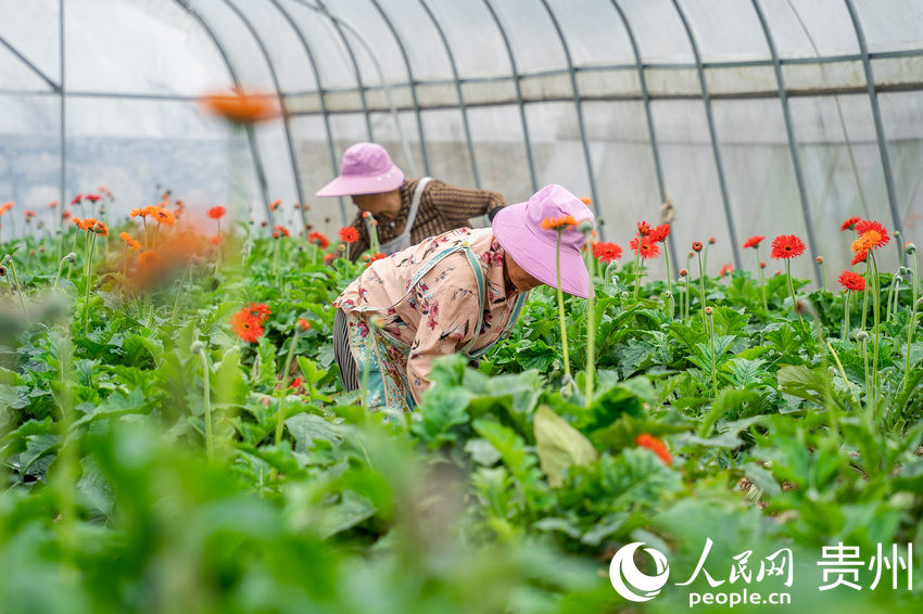 ǭ���к�ˮ��L����^���ܷNֲ���؃ȣ��������ڽo�ջ����ݡ�����W Ϳ���z