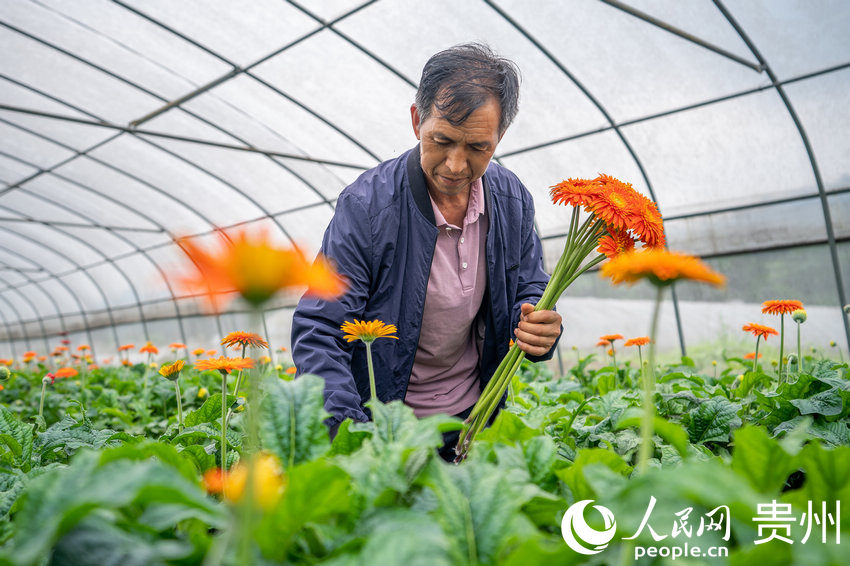 ǭ���к�ˮ��L����^���ܷNֲ���؃ȣ��������ڲ���ʢ�_�ľջ�������W Ϳ���z