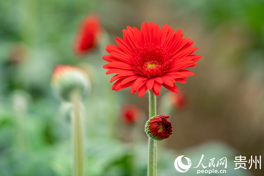 ǭ���к�ˮ�(zh��n)�L����^(q��)���ܷNֲ���؃�(n��i)ʢ�_�ľջ�������W(w��ng) Ϳ���z