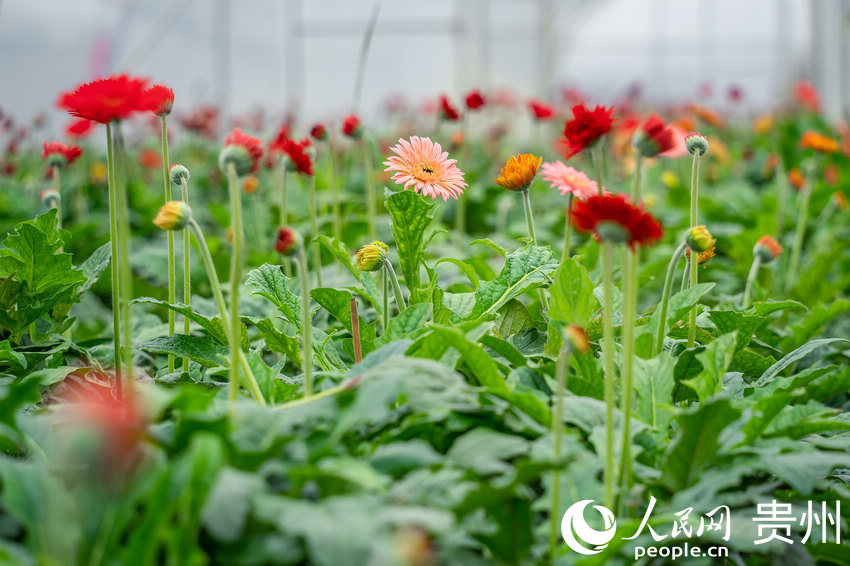 ǭ���к�ˮ��L����^���ܷNֲ���؃�ʢ�_�ľջ�������W Ϳ���z