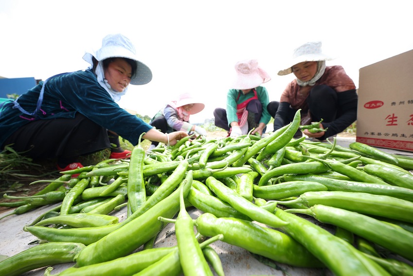 7��6�գ��������F��ʡ��կ�h��Ȫ�ֵ����A�������Nֲ���ط֒�������