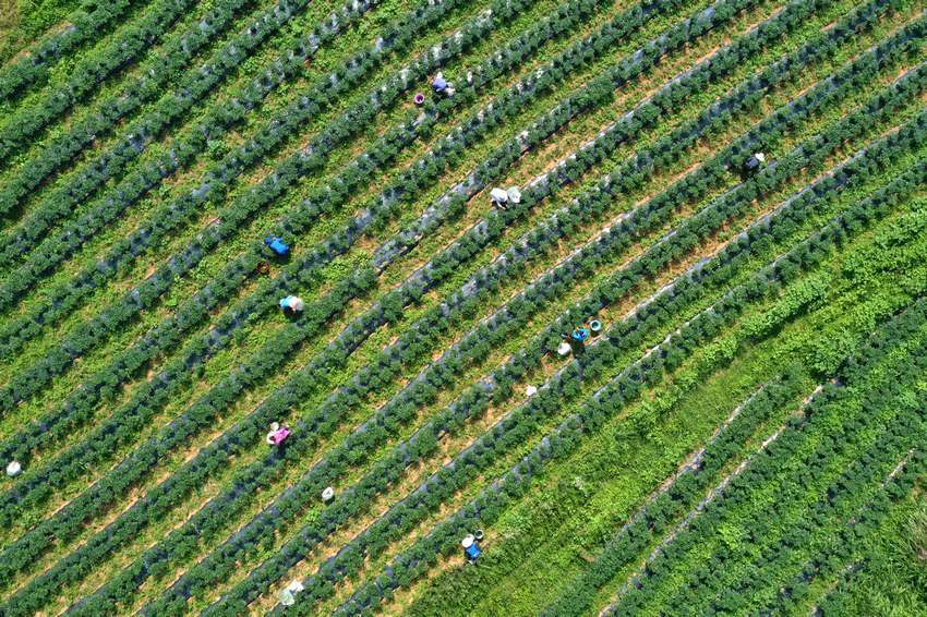 7��6�գ����F��ʡ��կ�h��Ȫ�ֵ������Nֲ���أ������ڲ�ժ������