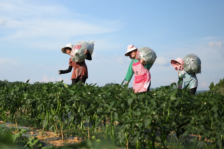 7��6�գ����F��ʡ��կ�h��Ȫ�ֵ������Nֲ���أ������ڰ��\(y��n)��ժ�õ�������