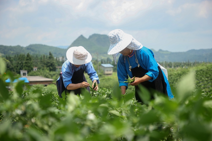 7��6�գ����F��ʡ��կ�h��Ȫ�ֵ������Nֲ���أ������ڲ�ժ������