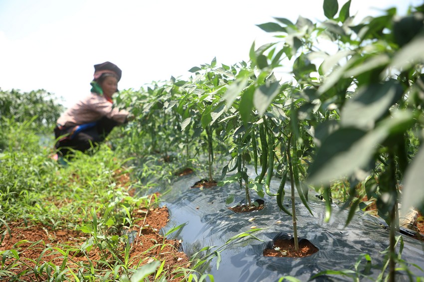 7��6�գ����F��ʡ��կ�h��Ȫ�ֵ������Nֲ���أ������ڲ�ժ������