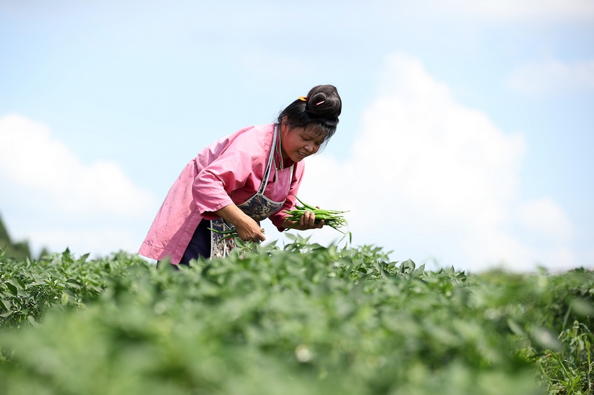 7��6�գ����F��ʡ��կ�h��Ȫ�ֵ������Nֲ���أ������ڲ�ժ������