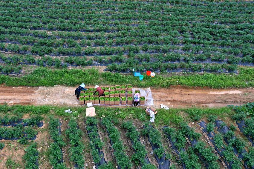 7��6�գ����F��ʡ��կ�h��Ȫ�ֵ������Nֲ���أ������ڷ��b������