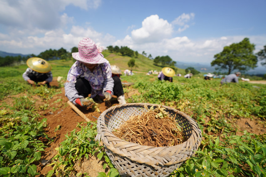 7��7�գ��������F��ʡ��կ�h�d����d�ʴ���ˎ�ķNֲ���ز���̫�Ӆ���