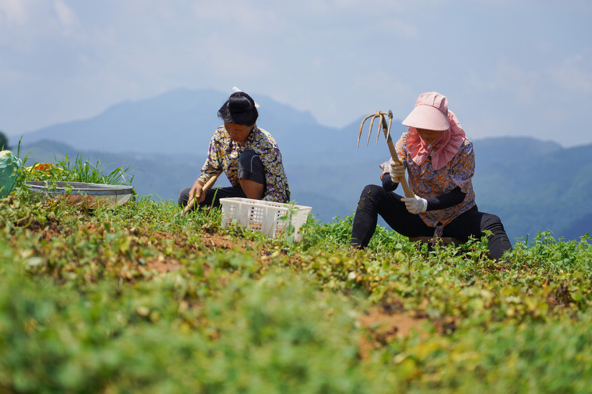 7��7�գ��������F��ʡ��կ�h�d���(zh��n)�d�ʴ���ˎ�ķNֲ���ز���̫�Ӆ���