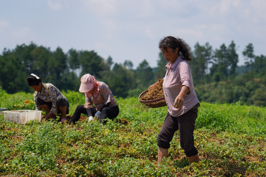 7��7�գ��������F��ʡ��կ�h�d����d�ʴ���ˎ�ķNֲ���ز���̫�Ӆ���