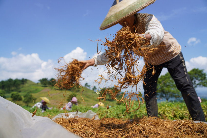 7��7�գ��������F��ʡ��կ�h�d����d�ʴ���ˎ�ķNֲ���ز���̫�Ӆ���