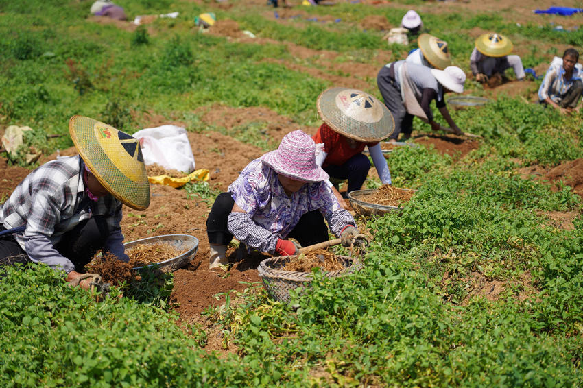 7��7�գ��������F��ʡ��կ�h�d����d�ʴ���ˎ�ķNֲ���ز���̫�Ӆ���