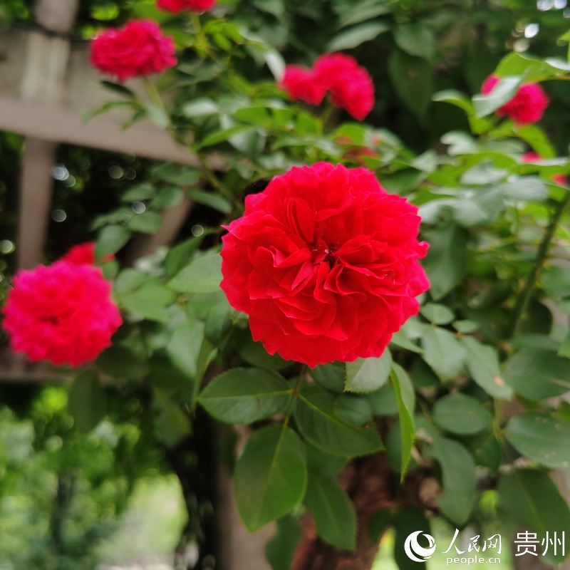 ��Ϫ���@��ʢ�_���¼���������W ꐾ����z