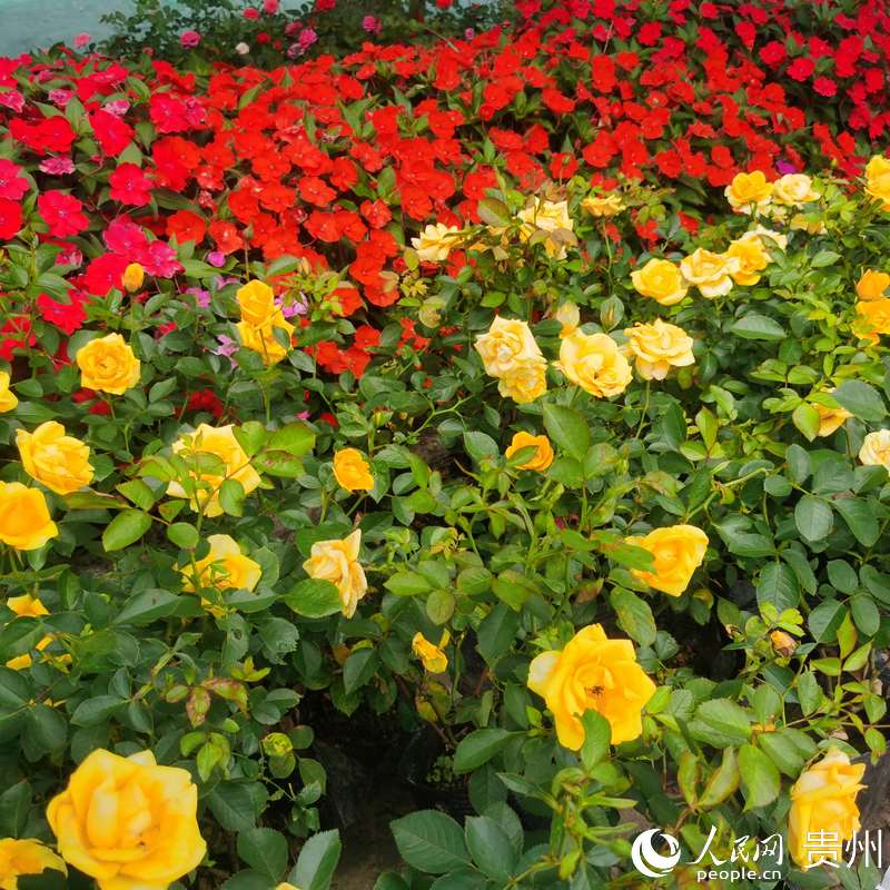 ��Ϫ���@��ʢ�_���¼���������W ꐾ����z