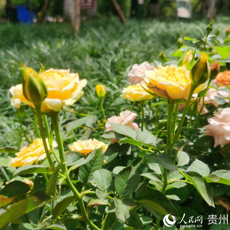 ��Ϫ���@��ʢ�_���¼���������W ꐾ����z