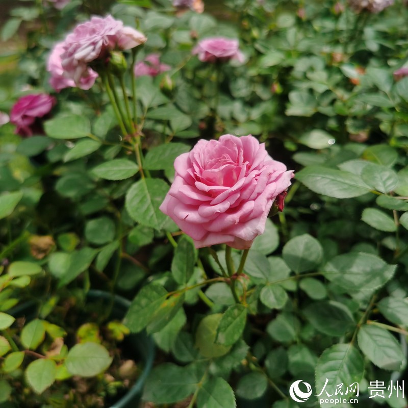 ��Ϫ���@��ʢ�_���¼���������W ꐾ����z