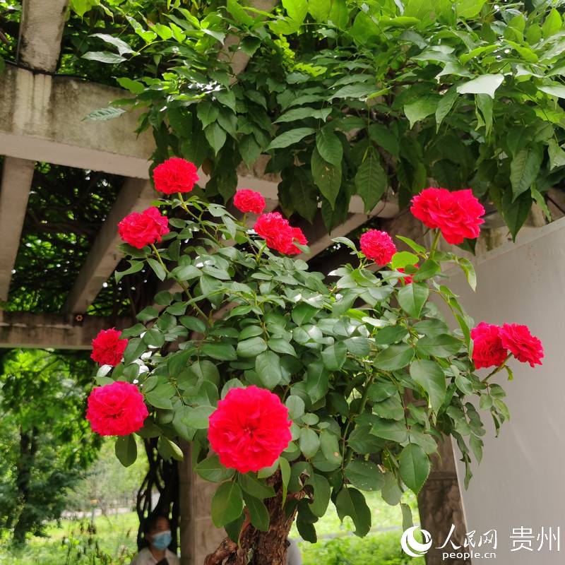 ��Ϫ���@��(n��i)ʢ�_���¼���������W(w��ng) ꐾ����z