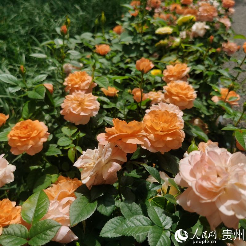 ��Ϫ���@��ʢ�_���¼���������W ꐾ����z