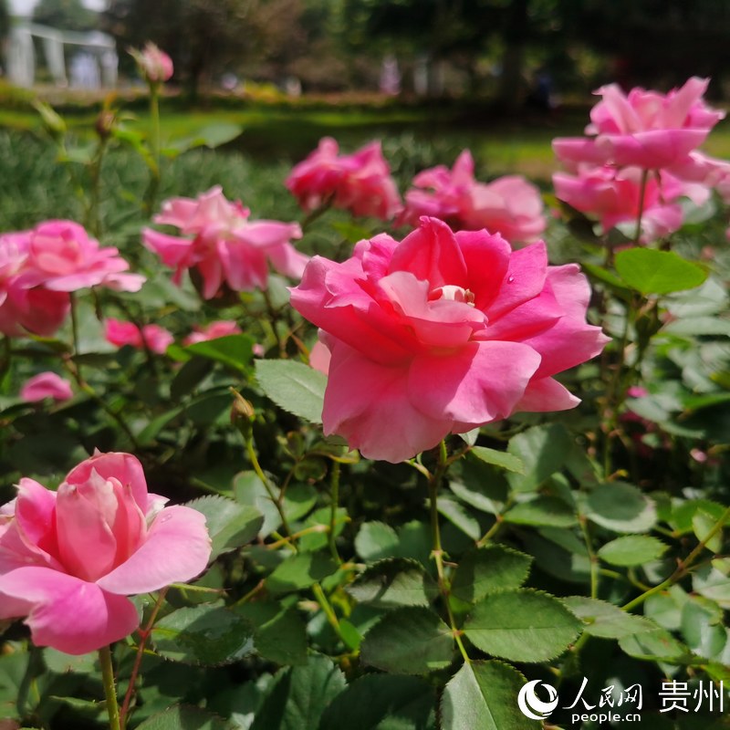 ��Ϫ���@��(n��i)ʢ�_���¼���������W(w��ng) ꐾ����z