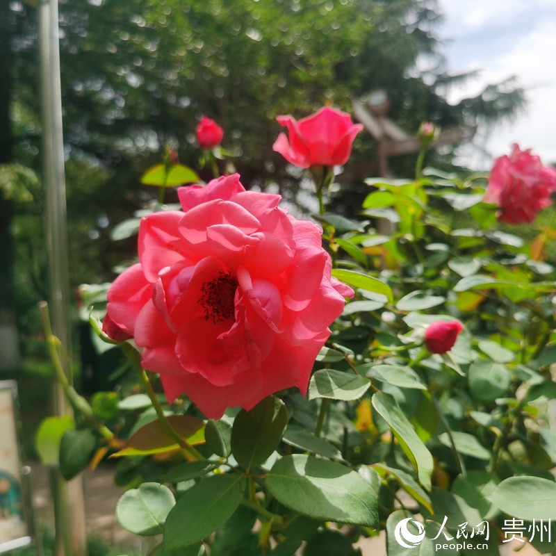 ��Ϫ���@��ʢ�_���¼���������W ꐾ����z