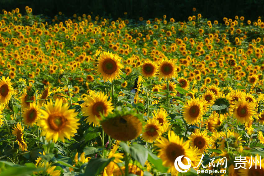 ���տ�����������W ���z