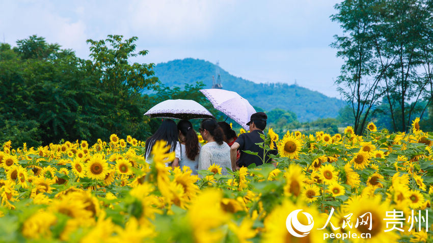 �ο��ڻ����g���档����W(w��ng) ���z