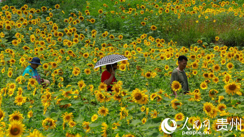 �ο����������տ����������W ���z