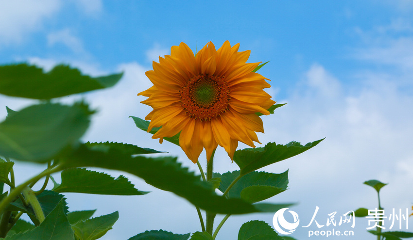 �`���е����տ�������W(w��ng) �(y��ng)��z