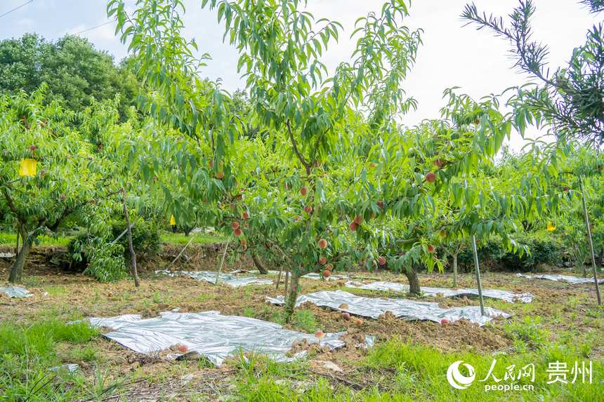 �������f���҈@��(n��i)����ժ���G�t�ҡ�����W(w��ng) Ϳ���z