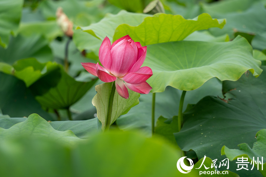 貴陽市白云區(qū)蓬萊仙界景區(qū)內(nèi)盛開的荷花。人民網(wǎng) 涂敏攝