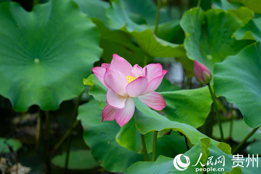 �F��а��ƅ^���R�ɽ羰�^��ʢ�_�ĺɻ�������W Ϳ���z