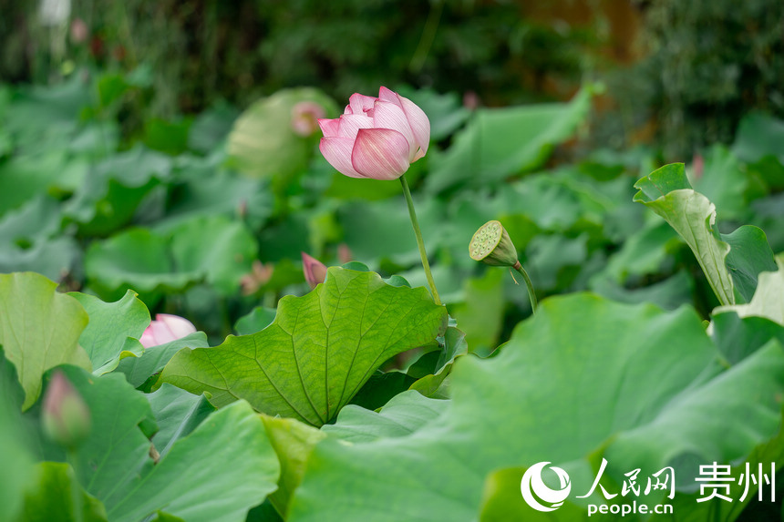 貴陽(yáng)市白云區(qū)蓬萊仙界景區(qū)內(nèi)盛開的荷花。人民網(wǎng) 涂敏攝