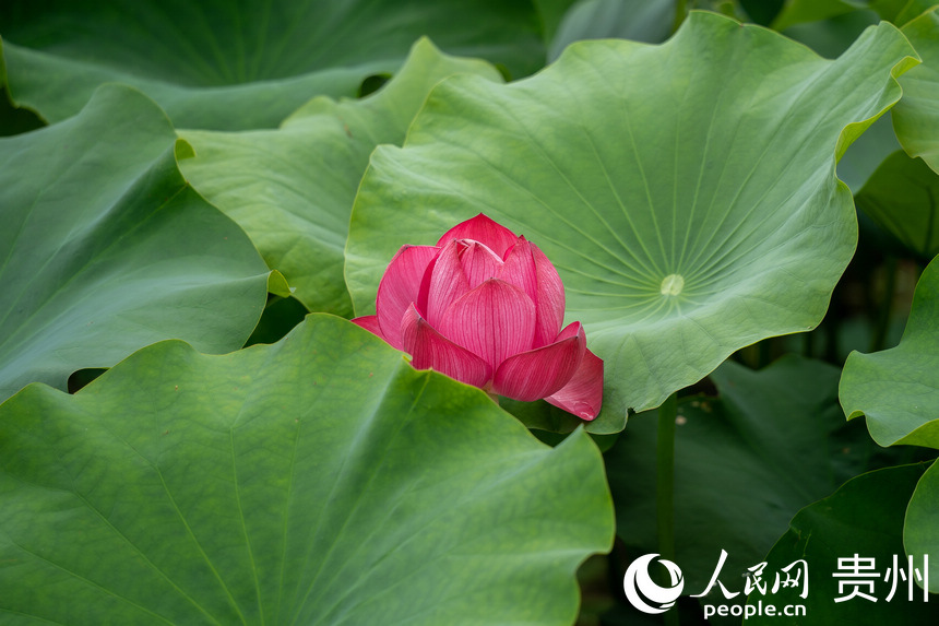 �F��а��ƅ^���R�ɽ羰�^��ʢ�_�ĺɻ�������W Ϳ���z